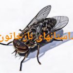 داستانهای نازخاتون رمان کوتاه خرمگس