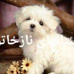 داستانهای نازخاتون قصه کوتاه